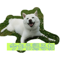Banana_20250115075959