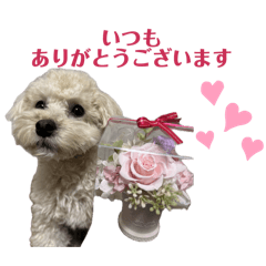 kinako_20250115123809
