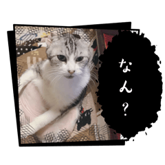chacha_20250115131816