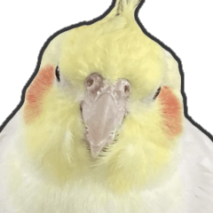 Whimsical cockatiel photo stickers 1