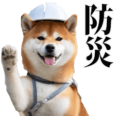 Disaster prevention Shiba Inu