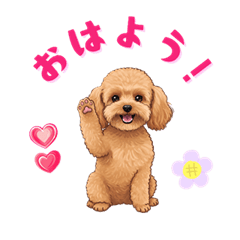 Toy poodle (brown)all year round