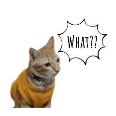 Kaijoew orange cat 5