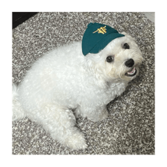 VO狗