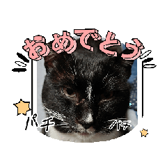 chokochan greeting stickers