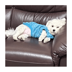 小VO狗