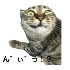 neko desu_20250115145239