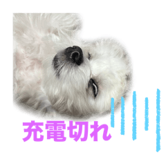 chapichapi