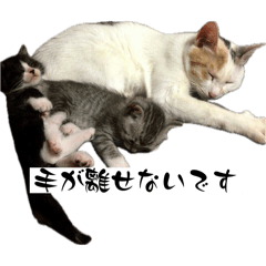 hikari_20250116043359