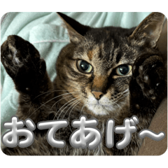 koba_20250116030905