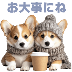 Daily use Corgi2