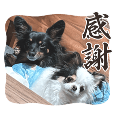 poco_20250116144547