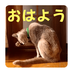 NekoStamp20250116
