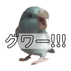 Pacific Parrotlet peep peep sticker 4