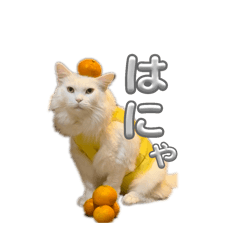 momo_20250116163053
