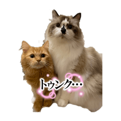 moe_20250116215533