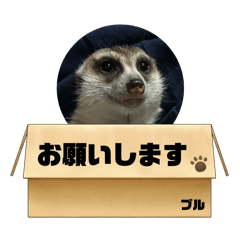 POTATO_20250116222640