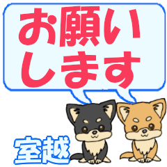 Murokoshi's letters Chihuahua2