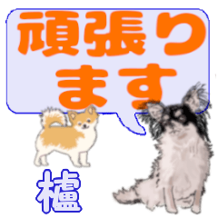 Hazenoki's letters Chihuahua
