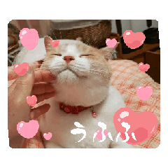 kyoko_177nyanko