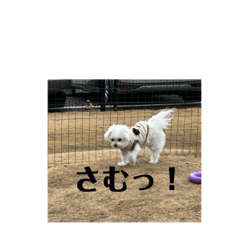 wai_20250116172651