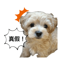 辛巴日記！！