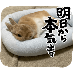 kanapi_20250116212944