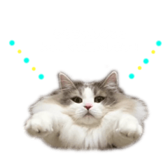 momo_20250116224536