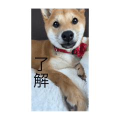 shin_20250116231119