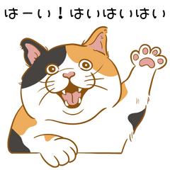 cat's daily life(kansai dialect)