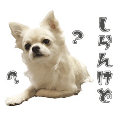 Chihuahua's daily life in Kansai dialect