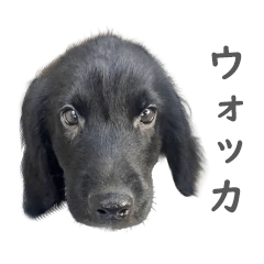 retriever.bu_LINE stamp 2025_r_h_231211