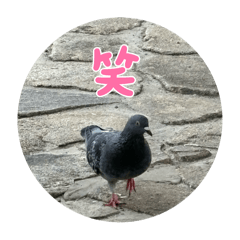junko_20250116235201