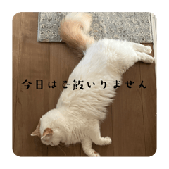 Tori_20250117131850