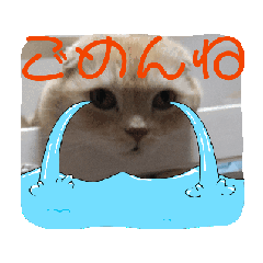 usagi_20250117195353