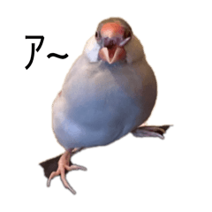 ayakonbu_20250117174912