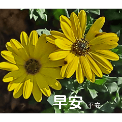 長輩早安問候圖一(菊花)