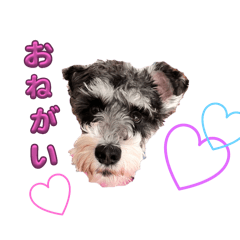 Schnauzer_Shushu