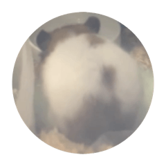 pipi_20250118004907