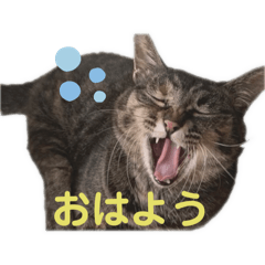 koba_20250118092040