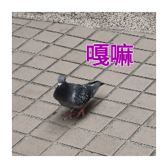 認真的鴿鴿