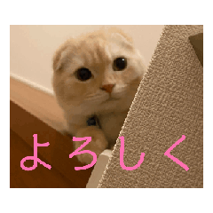 usagi_20250118193225