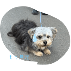 犬のスタンプに