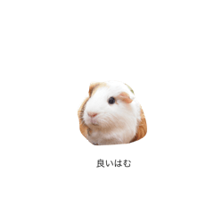 Tori_20250119081822