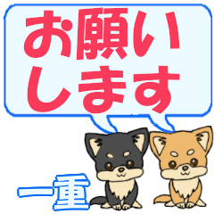 Kazushige's letters Chihuahua2