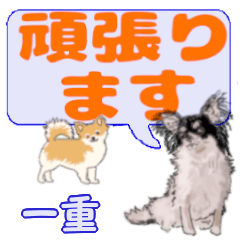 Kazushige's letters Chihuahua