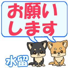 Mizutome's letters Chihuahua2