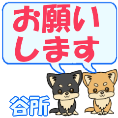 Tanidokoro's letters Chihuahua2