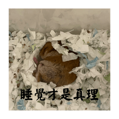 Hamsters yuan