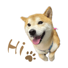柴犬咪幾-日常用語篇